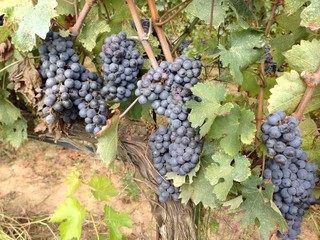 Grapes