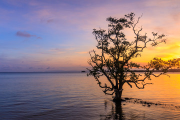The tree  in the sea on sunset.