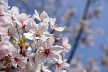 桜