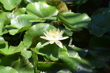 beautiful water lily in the pond