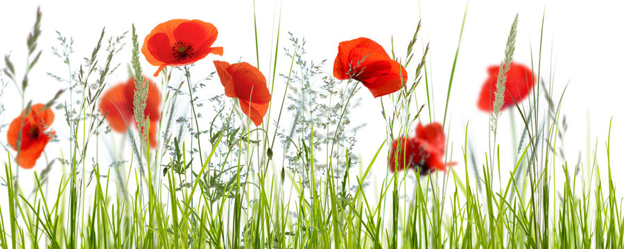 mohnblumenwiese vor wei&szlig;em hintergrund