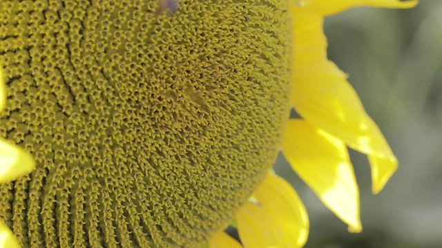 Piccola ape sporca di polline su un girasole giallo. Vista Macro