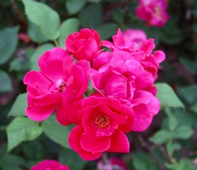 A bunch of bright red flowers in the garden on a close view.