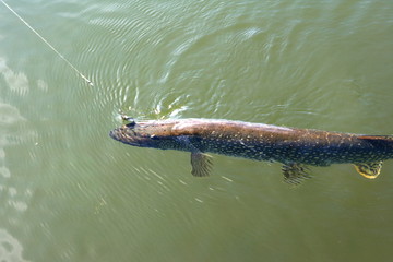 Fototapeta premium Fishing. Pike on hook. Pulling the fish out of the water.