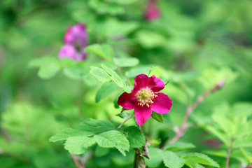 Fototapete bei efototapeten.de bestellen   