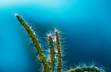 Grüner kaktus auf blauem Hintergrund. Erfrischende Pflanze. Makro Aufnahme von Naturquell.