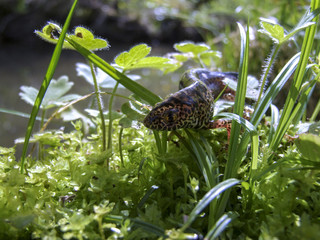 Triton crawls on the grass in the woods
