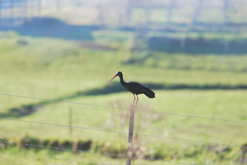 Bird on the Fence