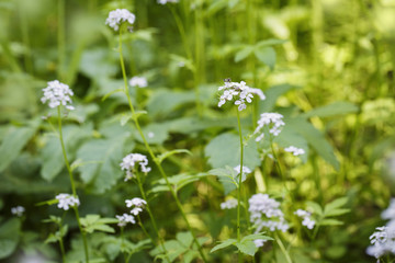 natural summer background