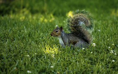 Squirrel in the grass