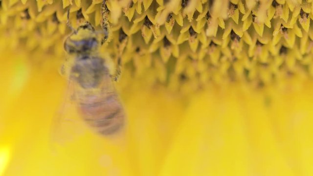 Piccola ape sporca di polline su un girasole giallo. Vista Macro