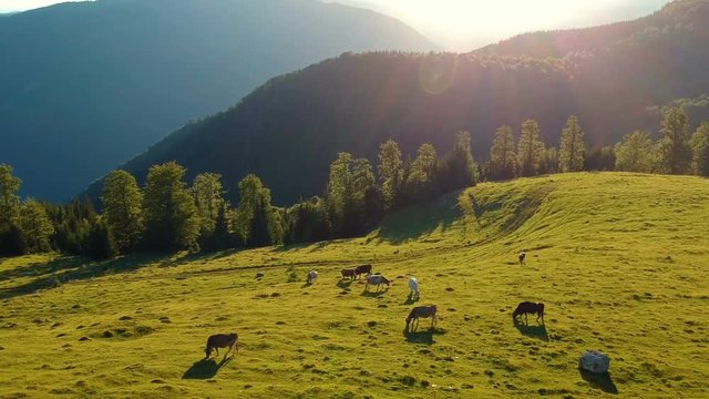 Aerial view over the meadow, at sunset. Aerial view of summer countryside with grazing cows. Agricultural scene.