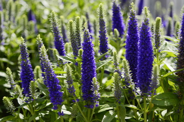 Veronica spicata - compact inflorescence with beautiful blue-blue color