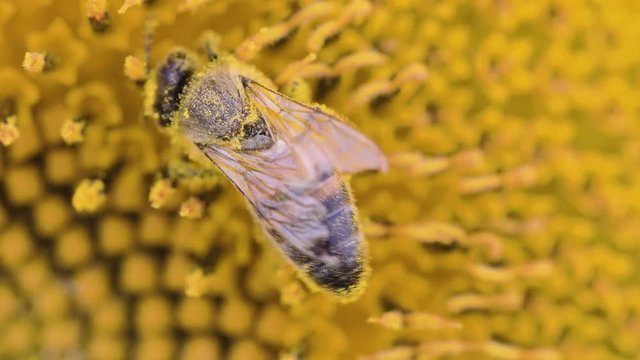 Piccola ape sporca di polline su un girasole giallo. Vista Macro