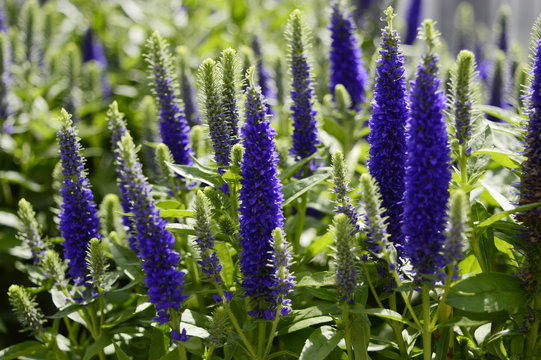 Veronica spicata - compact inflorescence with beautiful blue-blue color