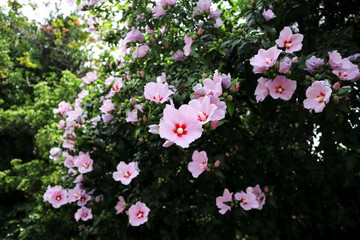 The blooming rose of Sharon