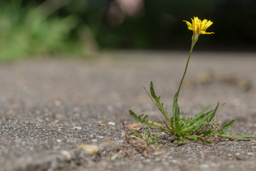 Blume wächst zwischen Steinplatten