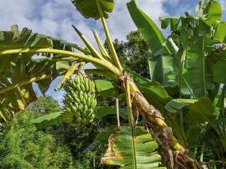 Wild banana tree crown in the tropics with one bunch of bananas hanging down, beautiful tropical...