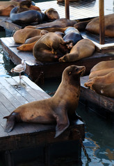 Phoques à Fisherman's wharf, Port de San Francisco