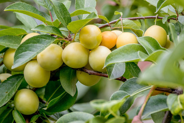  sweet yellow plum ripens on a tree in the garden