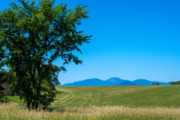 Fototapeta na wymiar Beautiful tree with Adirondacks mountains in the background