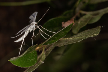 Skuriler Nachtfalter (Federgeistchen)