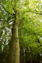 Wonderful tree