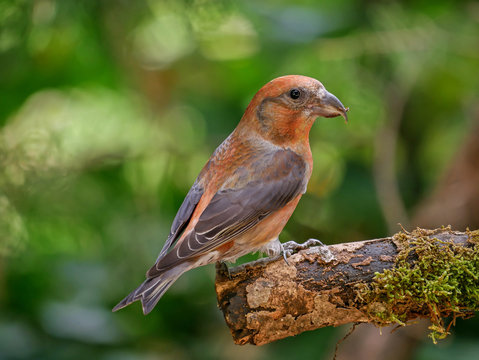 Male red crossbill (Loxia curvirostra), isolated in the forest
