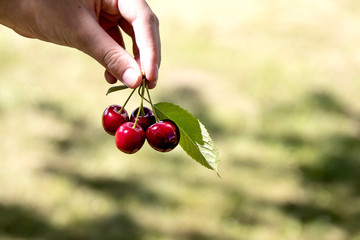 Fingers keeps the fresh cherries