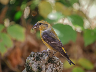 Female red crossbill (Loxia curvirostra), isolated in the forest