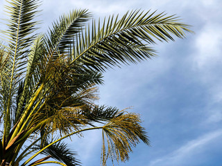 Fototapeta na wymiar Palm trees against blue sky, Palm trees on tropical coast coconut tree, summer tree.