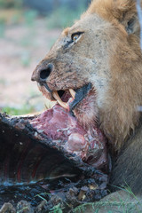 Löwe (Panthera leo), Südafrika, Afrika