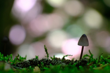 Malutki grzybek z plamami światła w tle © Iwona