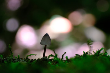 Malutki grzybek z plamami światła w tle © Iwona
