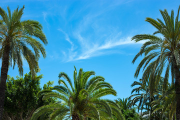 palm trees and blue sky in summer