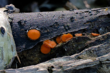 Włośniczka Scutellinia - śliczny malutki pomarańczowy grzybek z rzęskami - obrazy, fototapety, plakaty