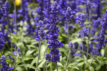 Salvia nemorosa called the woodland sage or Balkan clary - it is beautiful garden blue flower