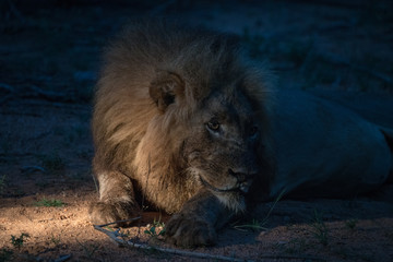 Löwe (Panthera leo), Südafrika, Afrika