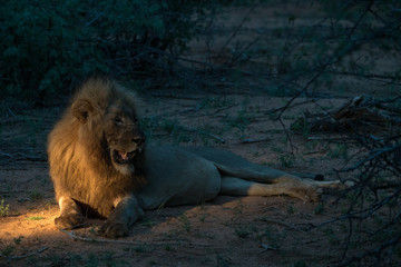 Löwe (Panthera leo), Südafrika, Afrika