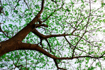Fototapeta premium big trees break the leaves in the spring in a different perspective.