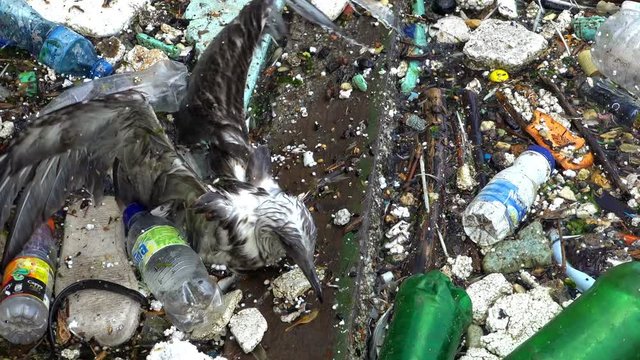 A Seagull on the dirty polluted sea. Rubbish and bottles over the sea shows the sea pollution