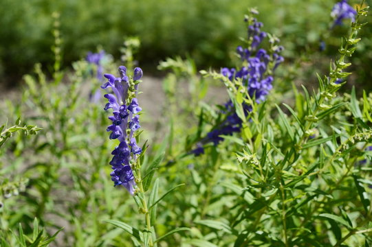 Baikal skullcap - medicinal plant with inconspicuous blue flowers