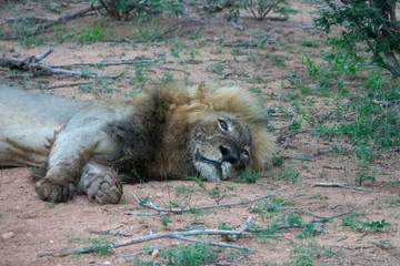 Löwe (Panthera leo), Südafrika, Afrika