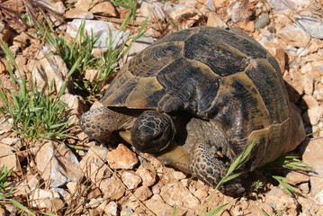 The amphibian turtle crawls on the ground. A durable shell protects the body