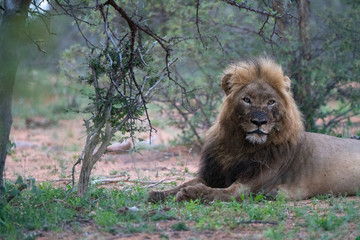 Löwe (Panthera leo), Südafrika, Afrika