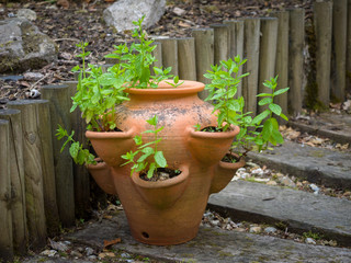 Garden mint growing in a terracotta strawberry pot in a garden