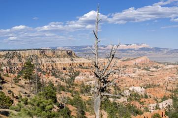 landscape on the bryce canyon in the united states of america