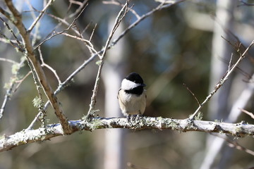 Naklejka premium Sweet Little Bird on a Tree
