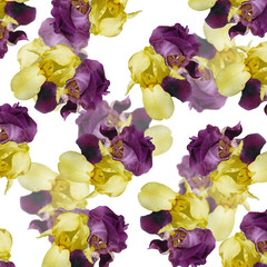 Beautiful floral background of irises. Isolated 
