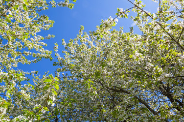Cherry blossom